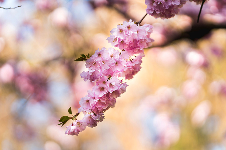 Copenhagen in April: What to See and Do