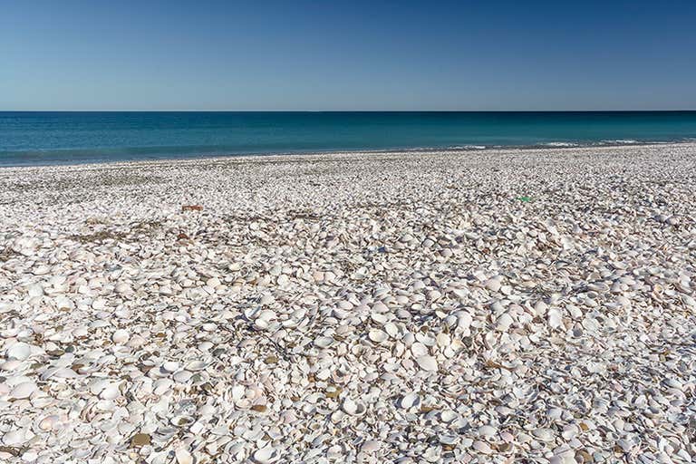 Uma praia coberta de conchas brancas com um céu azul claro e o oceano.