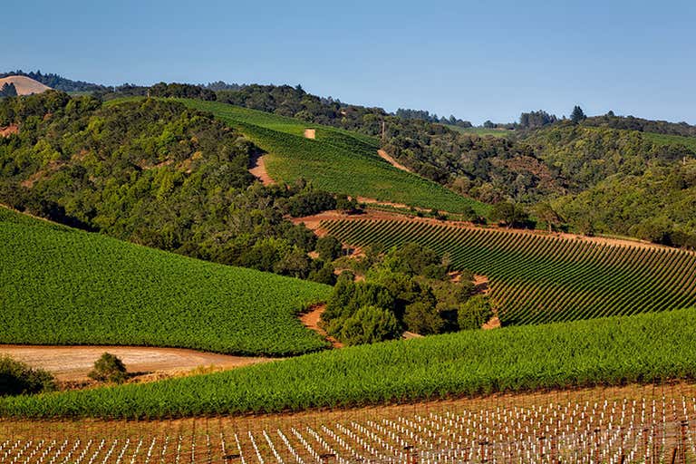 vineyard-1597724-LOWRES.jpg