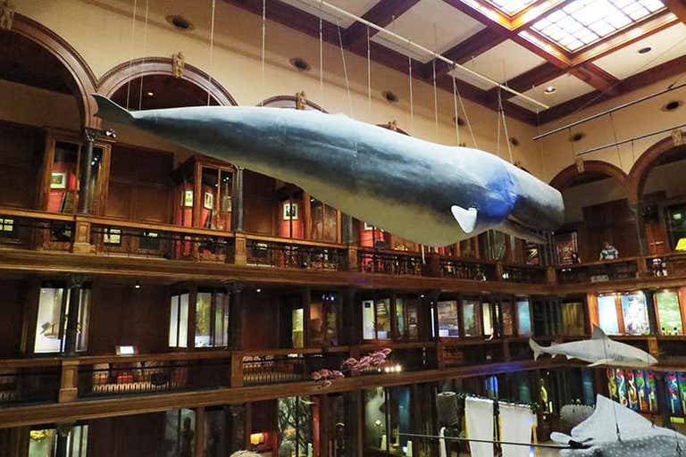 Whale model hanging in Bishop Museum’s Hawaiian Hall with wooden balconies in Honolulu, Hawaii.