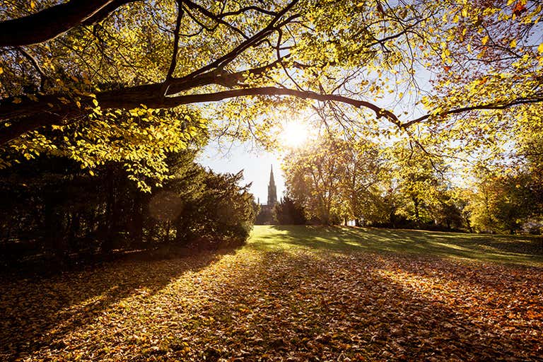 Sunrise over a park in Berlin with trees and a church spire in the distance.