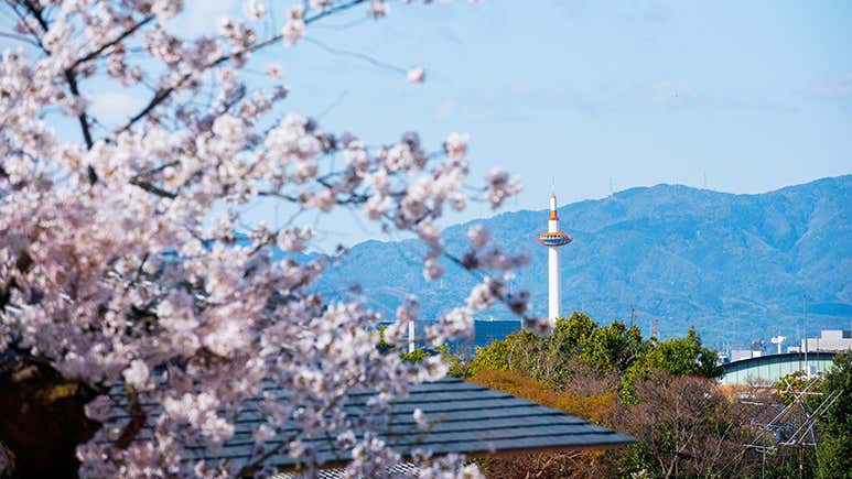 8 Best Things To Do in Kyoto in Spring