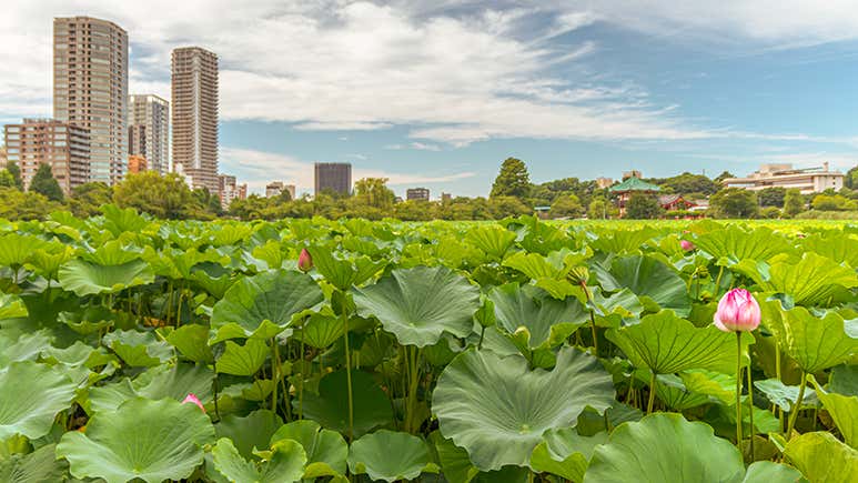 Walk In Tokyo Discover the Best Walks in Tokyo