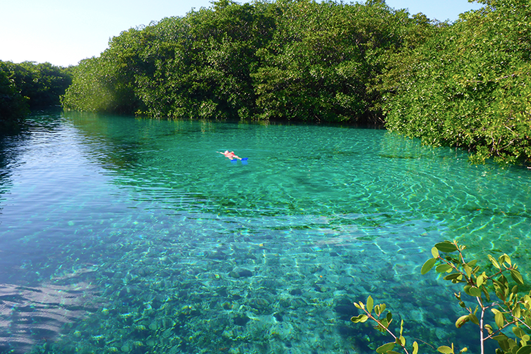 A snorkeler floats in turquoise water surrounded by lush mangroves under a bright, sunny sky.