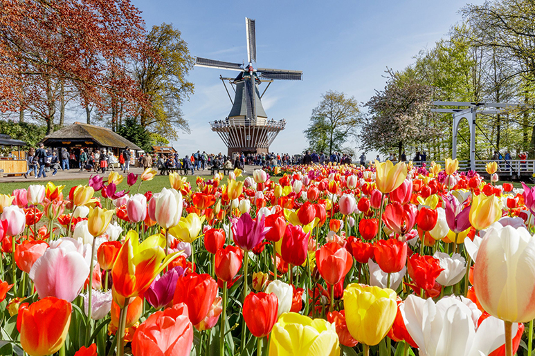 8 Bucket List Things to Do in the Netherlands: Your Guide