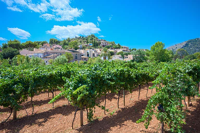 A scenic view of a vineyard in Binissalem, Mallorca, with a village in the background under a clear blue sky.