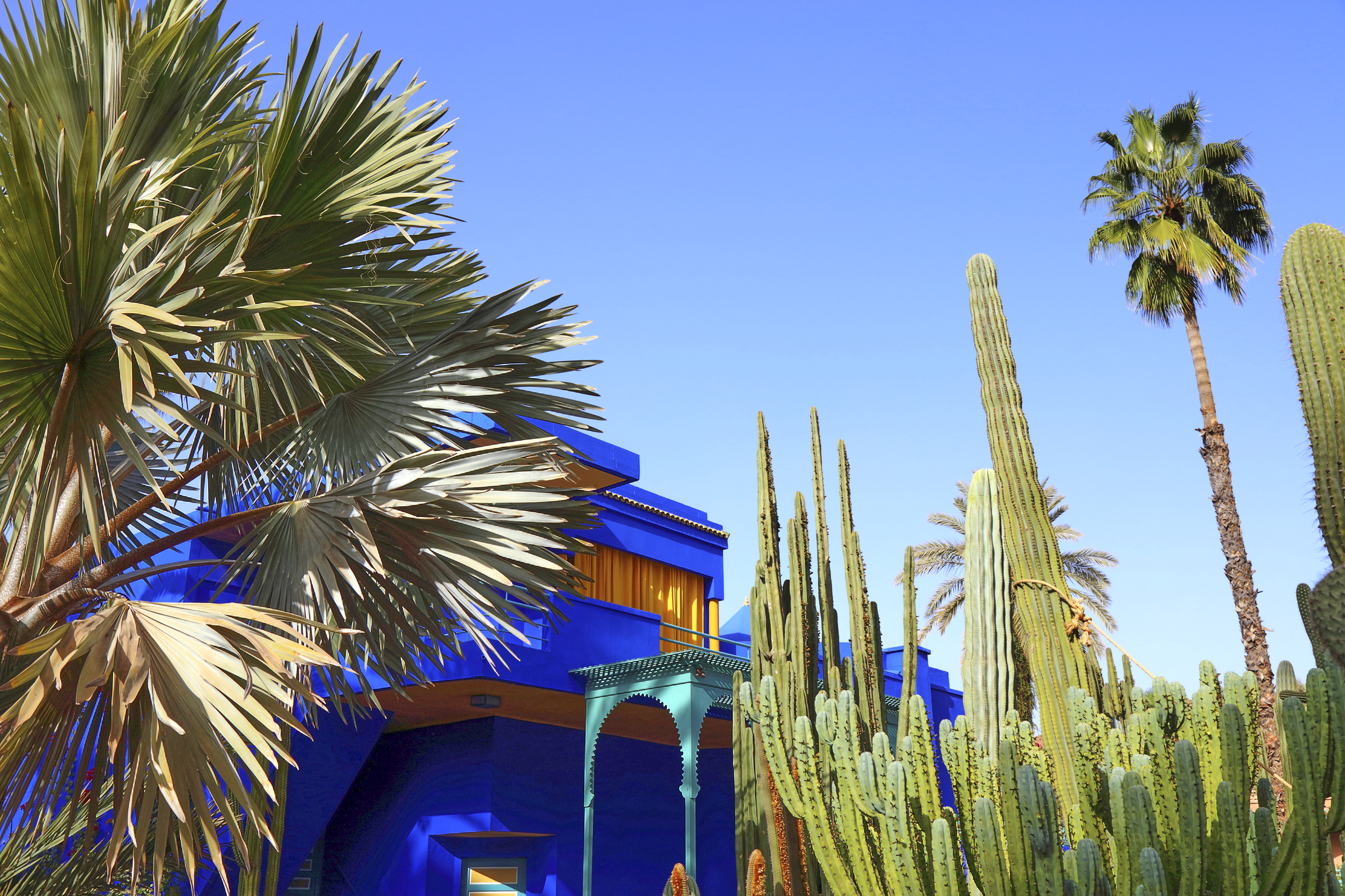 Bâtiments bleu cobalt et cactus imposants au jardin Majorelle, un jardin paisible à Marrakech.