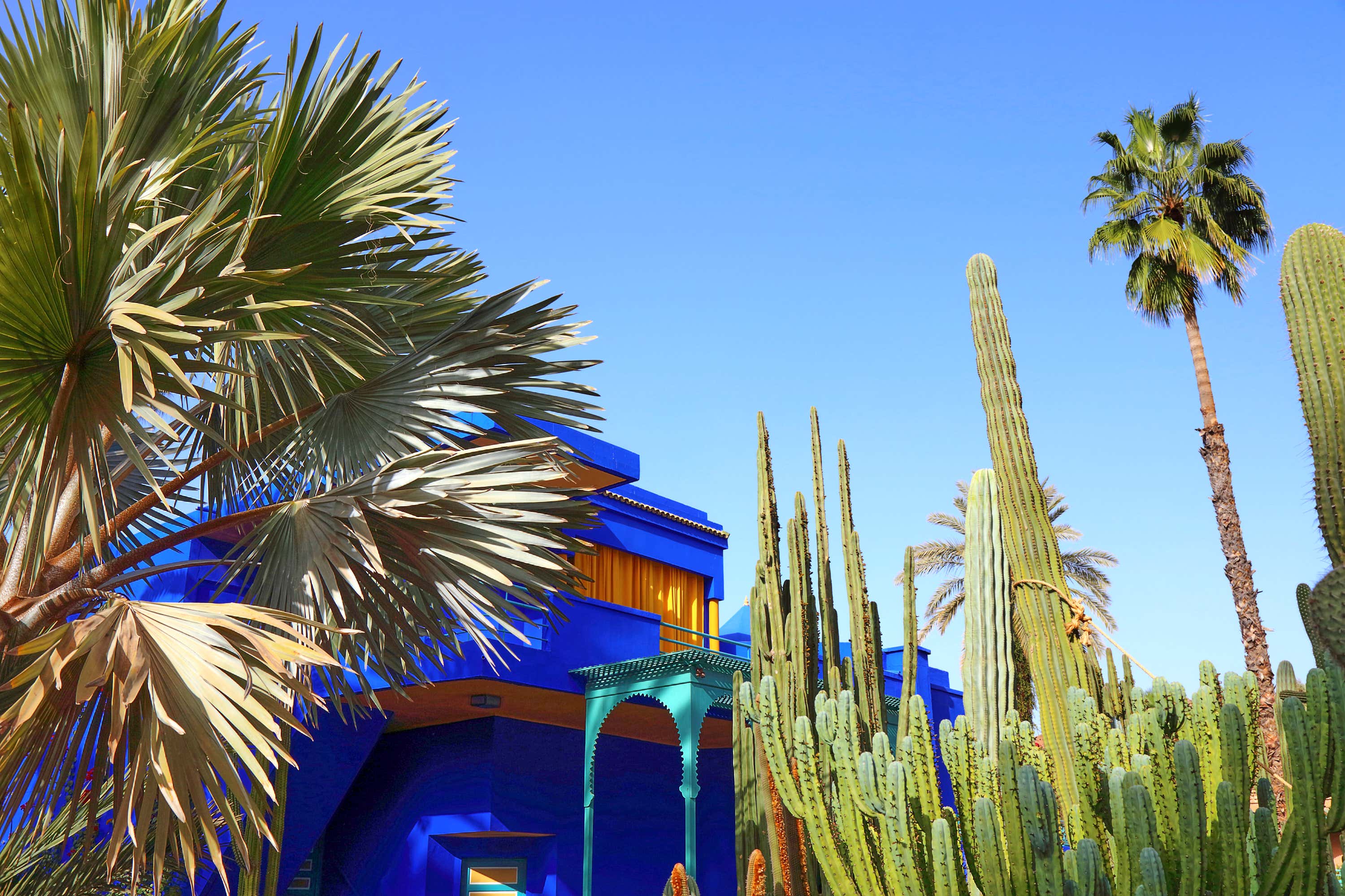 Bâtiments bleu cobalt et cactus imposants au jardin Majorelle, un jardin paisible à Marrakech.
