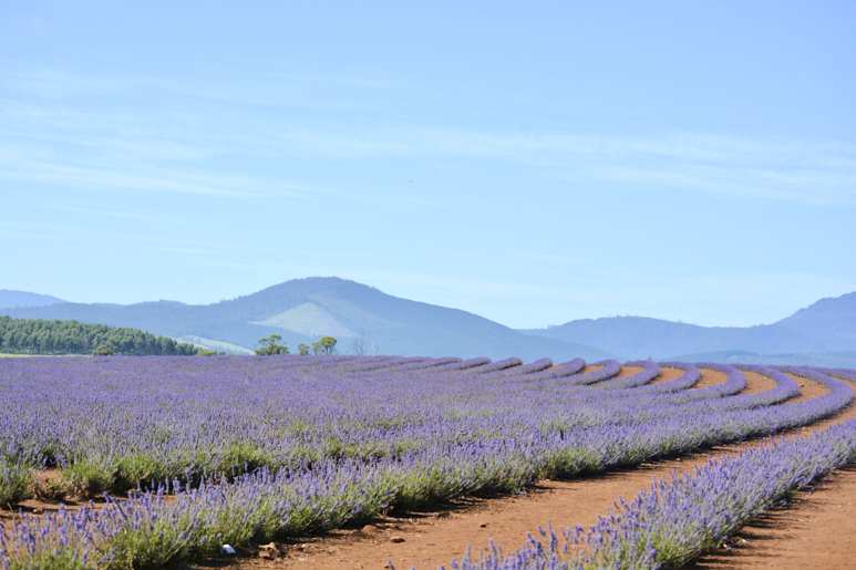 The 10 Best Lavender Fields in the World