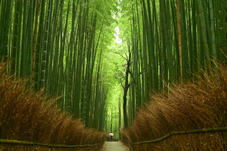 atsushi-tsubokura-5oguG6eOYrk-unsplash-LOWRES.jpg
