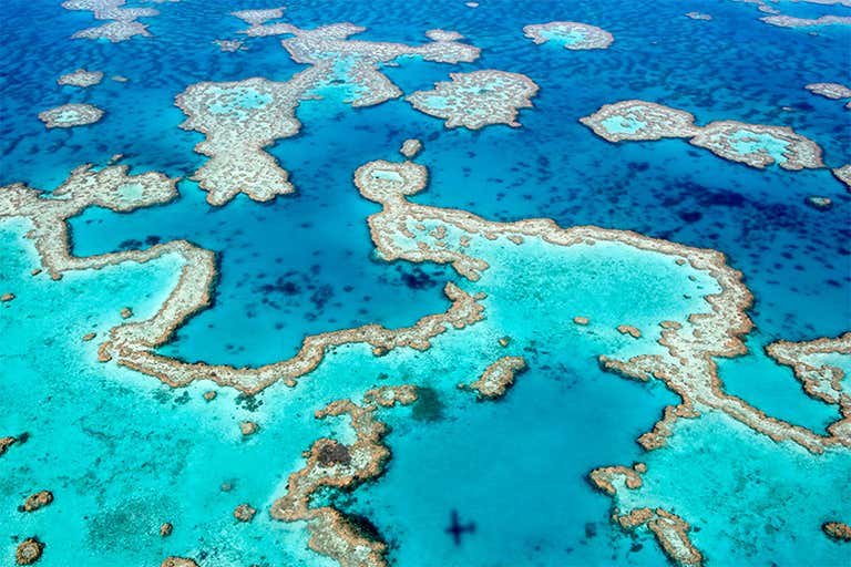 Mondo Sottomarino Con I Coralli Le Tartarughe Pescano L'oceano Dentro Mondo Sottomarino Con I Coralli Le Tartarughe Pescano L'oceano Dentro