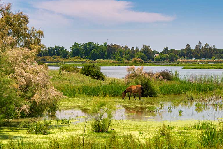BCC-2023-EXPLORER-SEVILLE-FUN THINGS TO DO-HORSE-RIDING-AT-DONANA-NATIONAL-PARK-LOWRES.jpg
