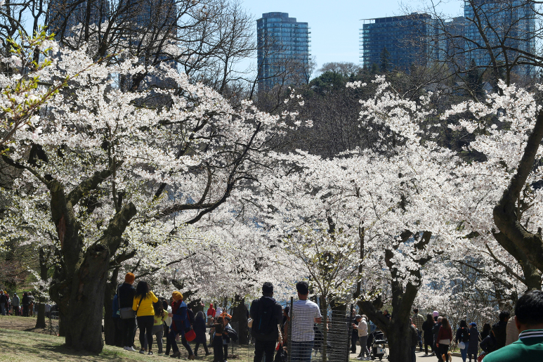 The 8 Best Things To Do in Toronto in Spring