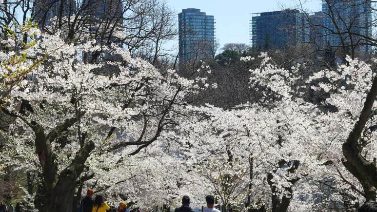 The 8 Best Things To Do in Toronto in Spring
