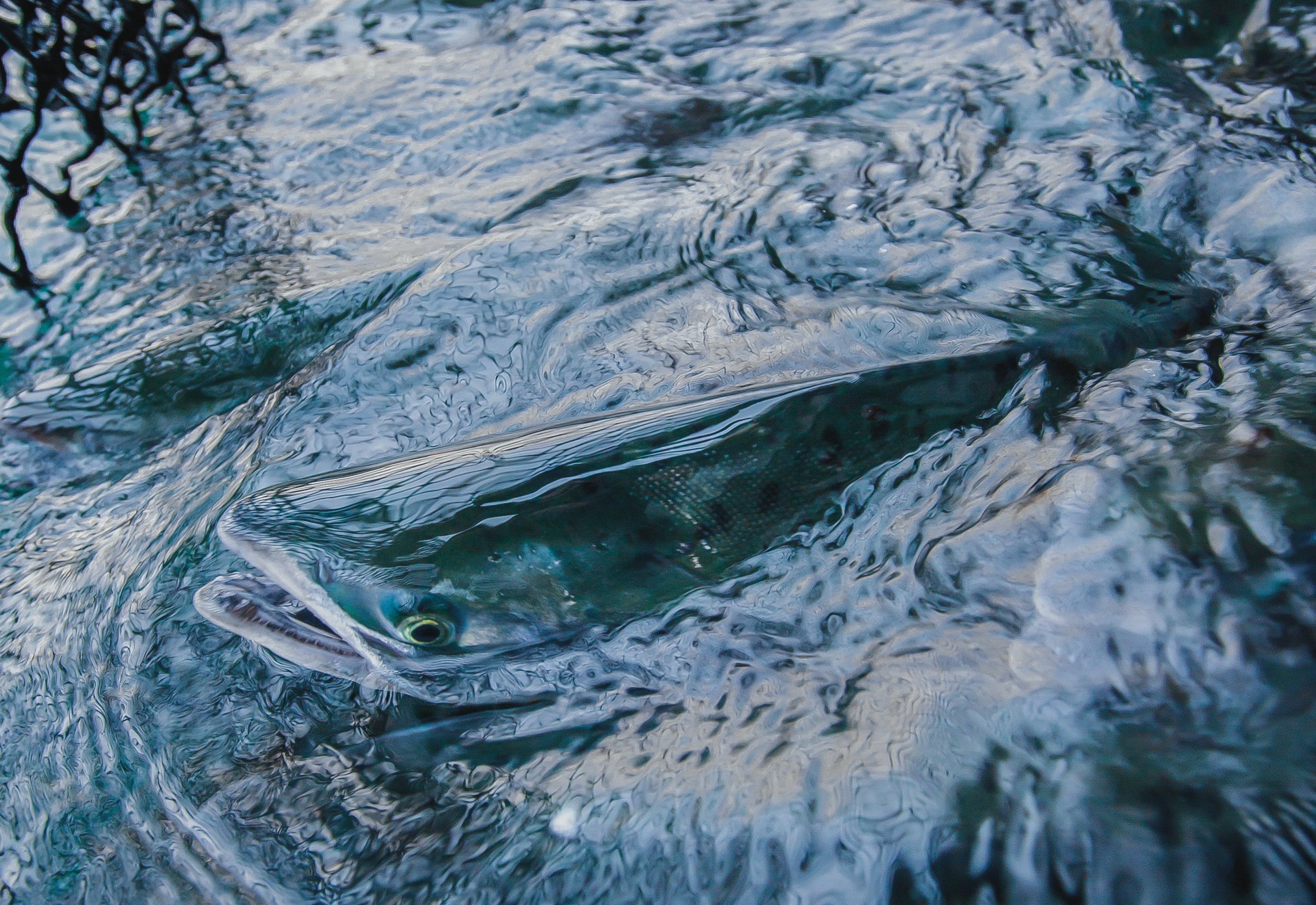 Salmon coming out of the water