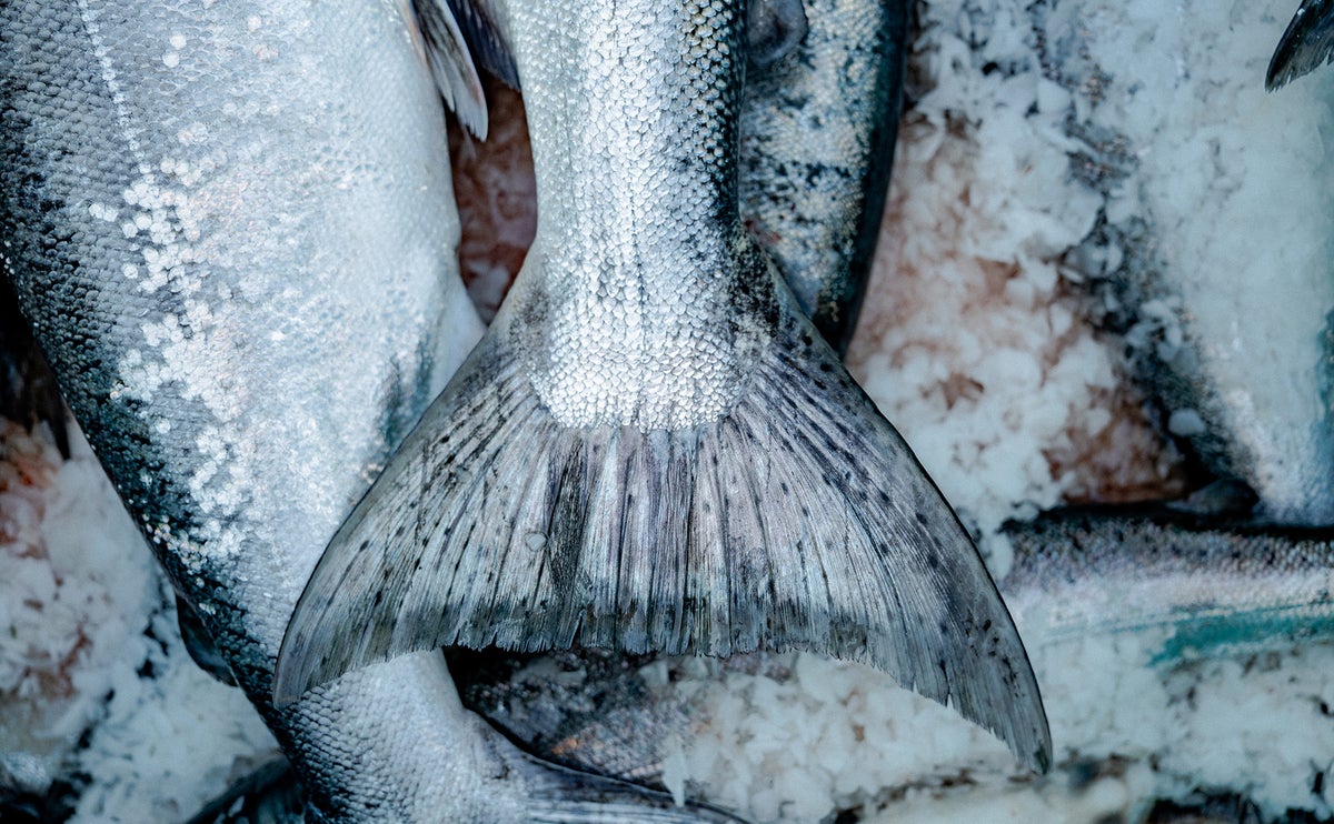 A closeup photo of Wild Alaska salmon, freshly caught in June 2023