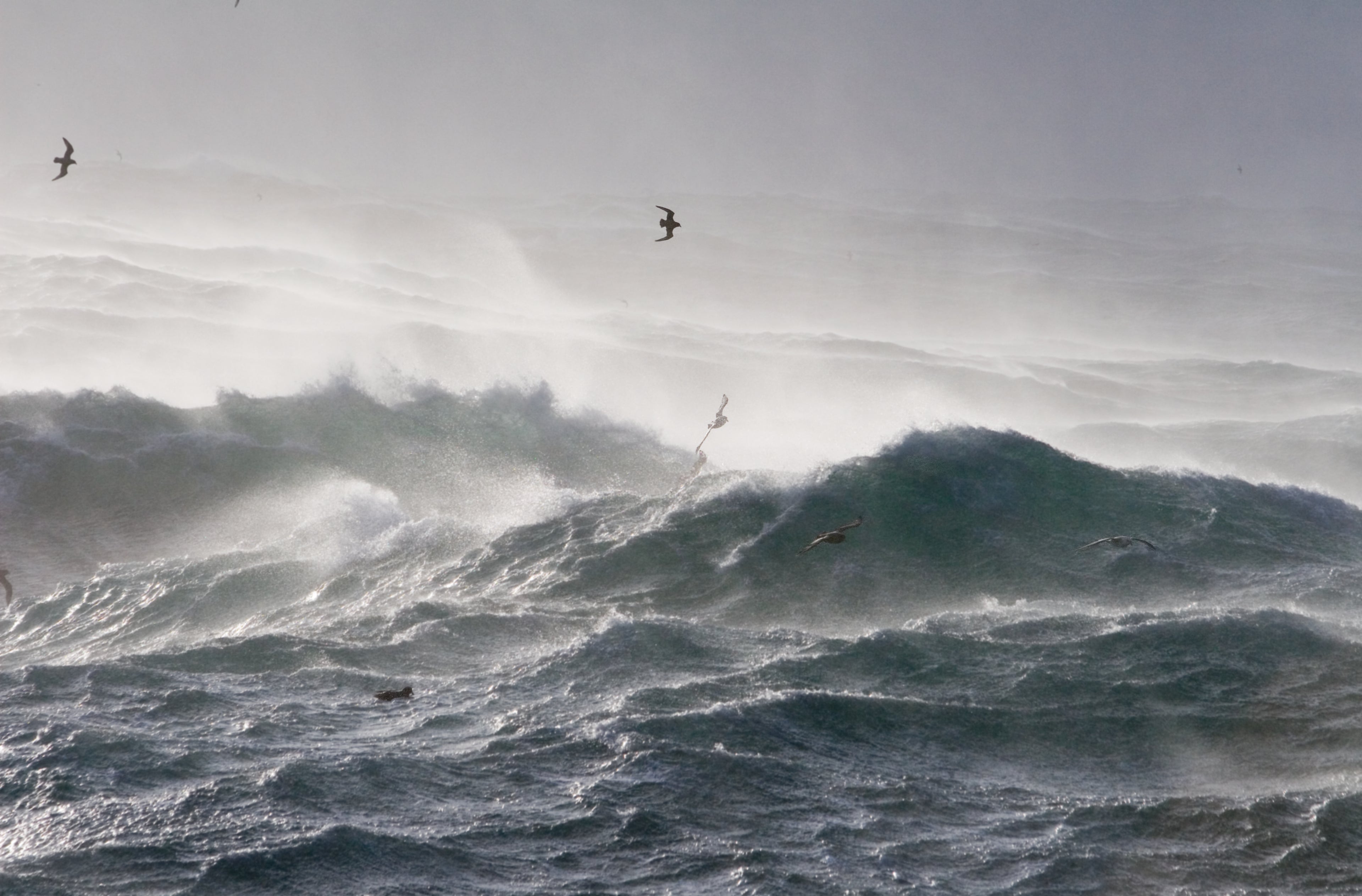 Large waves, windswept, with seagulls flying in the foreground. 