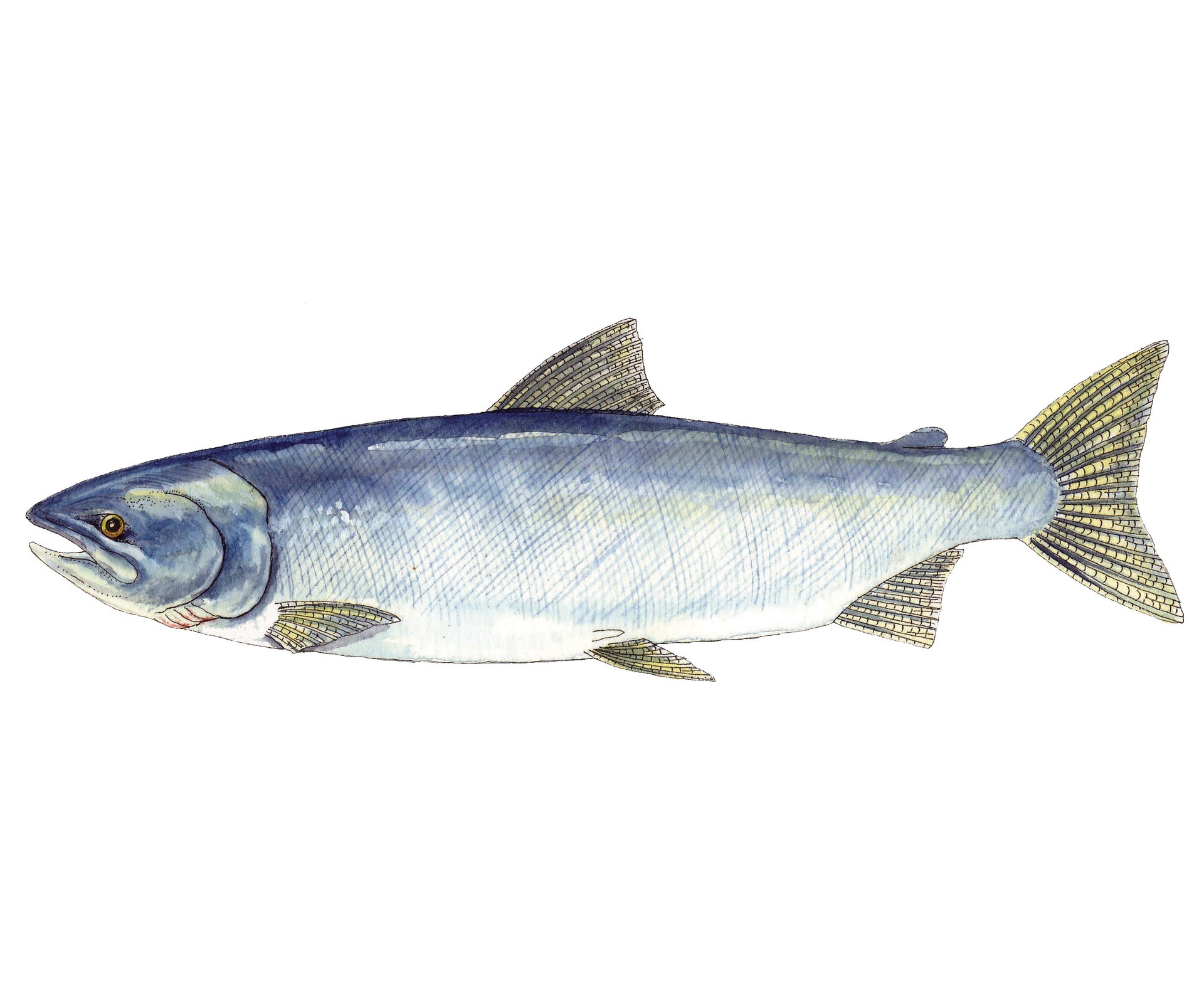 Alaska Keta Salmon Illustration