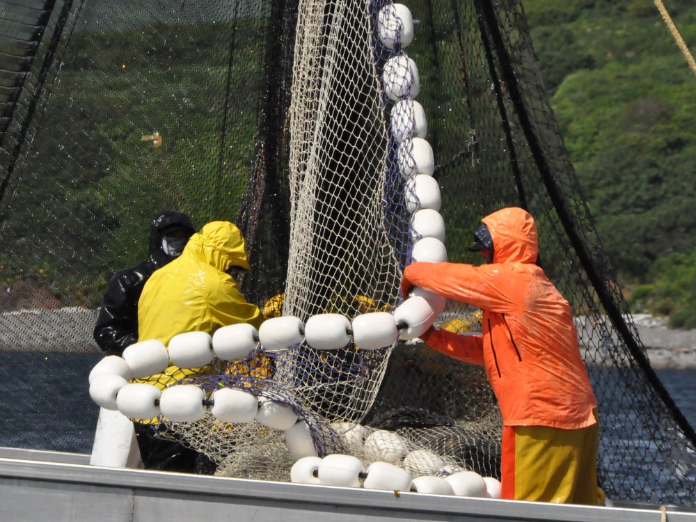 Commercial fishing crew in bright yellow, orange, and black rain gear working on a boat, handling a large net with white floats near a forested beach.