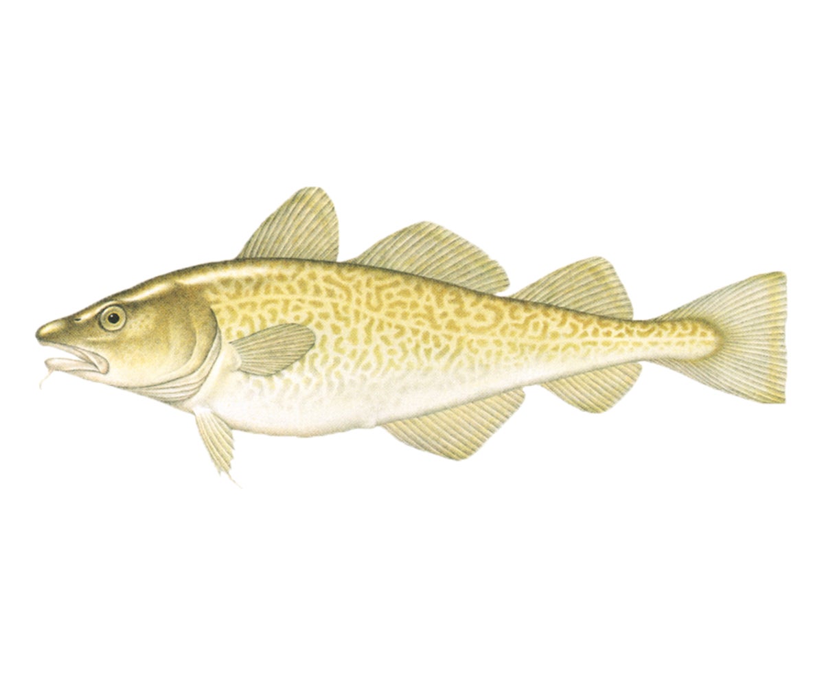 Alaska Cod Illustration