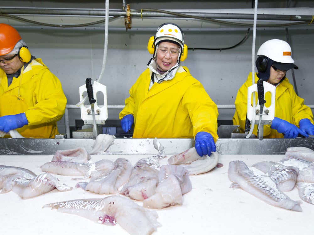 Workers in a seafood processing facility wearing yellow rain gear, hard hats, gloves, eye protection, and hearing protection sort and trim fresh fish fillets on a production line, with multiple fillets spread across work surface.