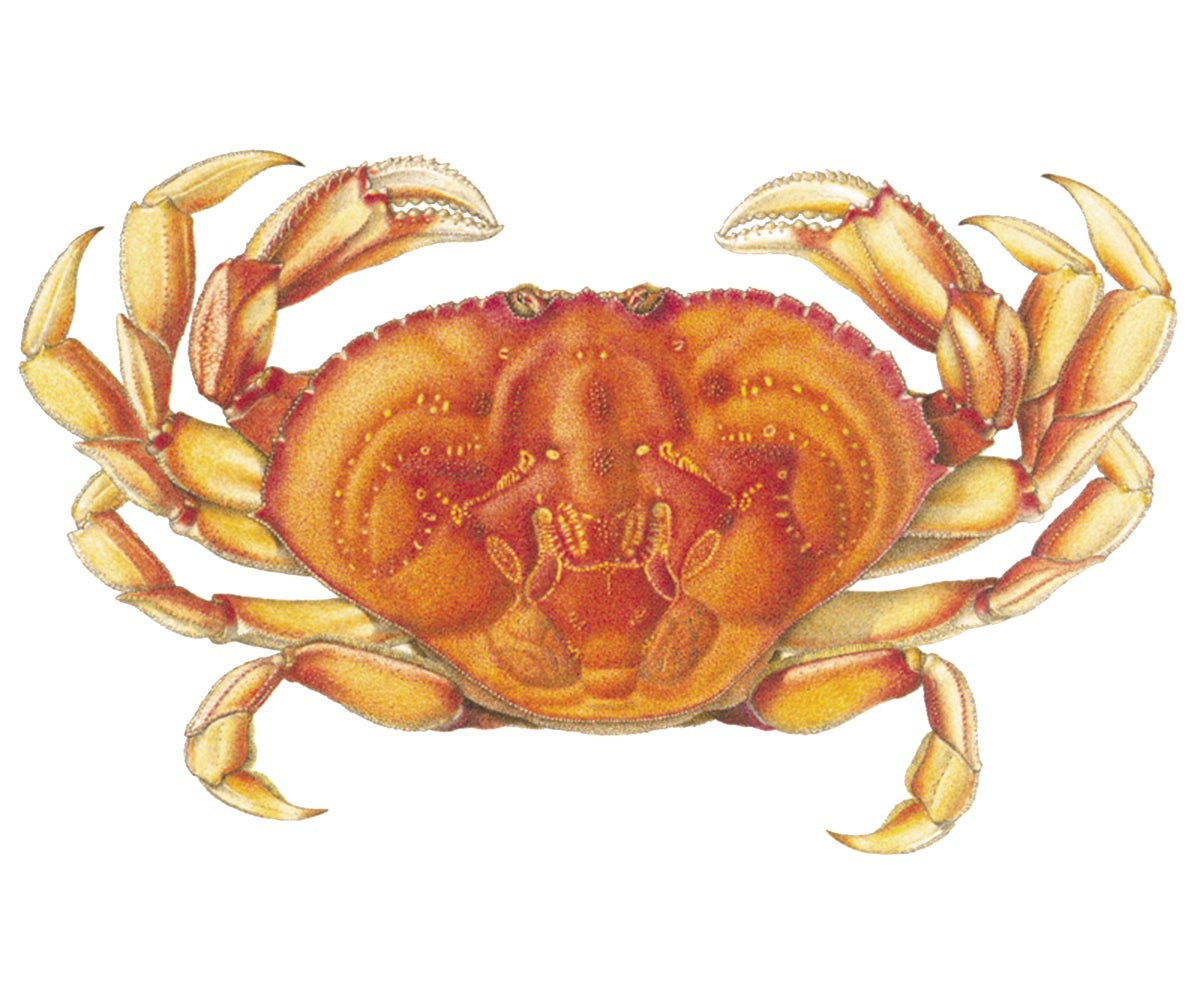 Alaska Dungeness Crab Illustration