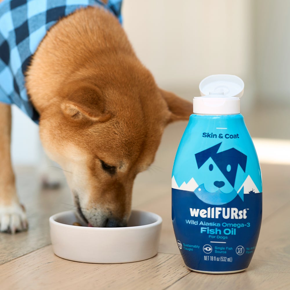 A brown and white dog wearing a blue bandana enjoys a bowl of kibble that's been topped with wellFURst wild Alaska fish oils. 