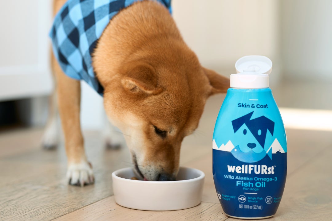 A brown and white dog wearing a blue bandana enjoys a bowl of kibble that's been topped with wellFURst wild Alaska fish oils. 