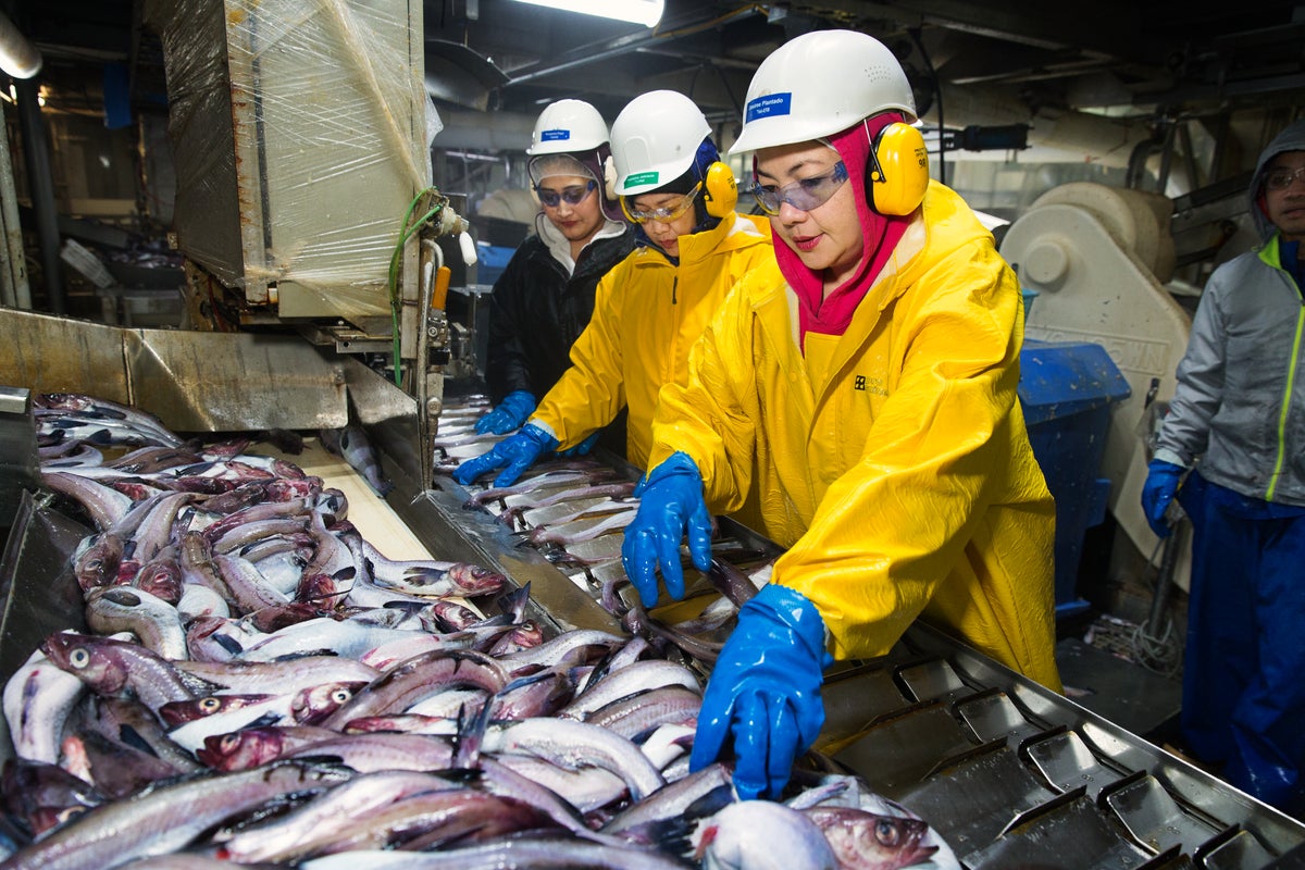 Three woman working on sorting line for Alaska Pollock  