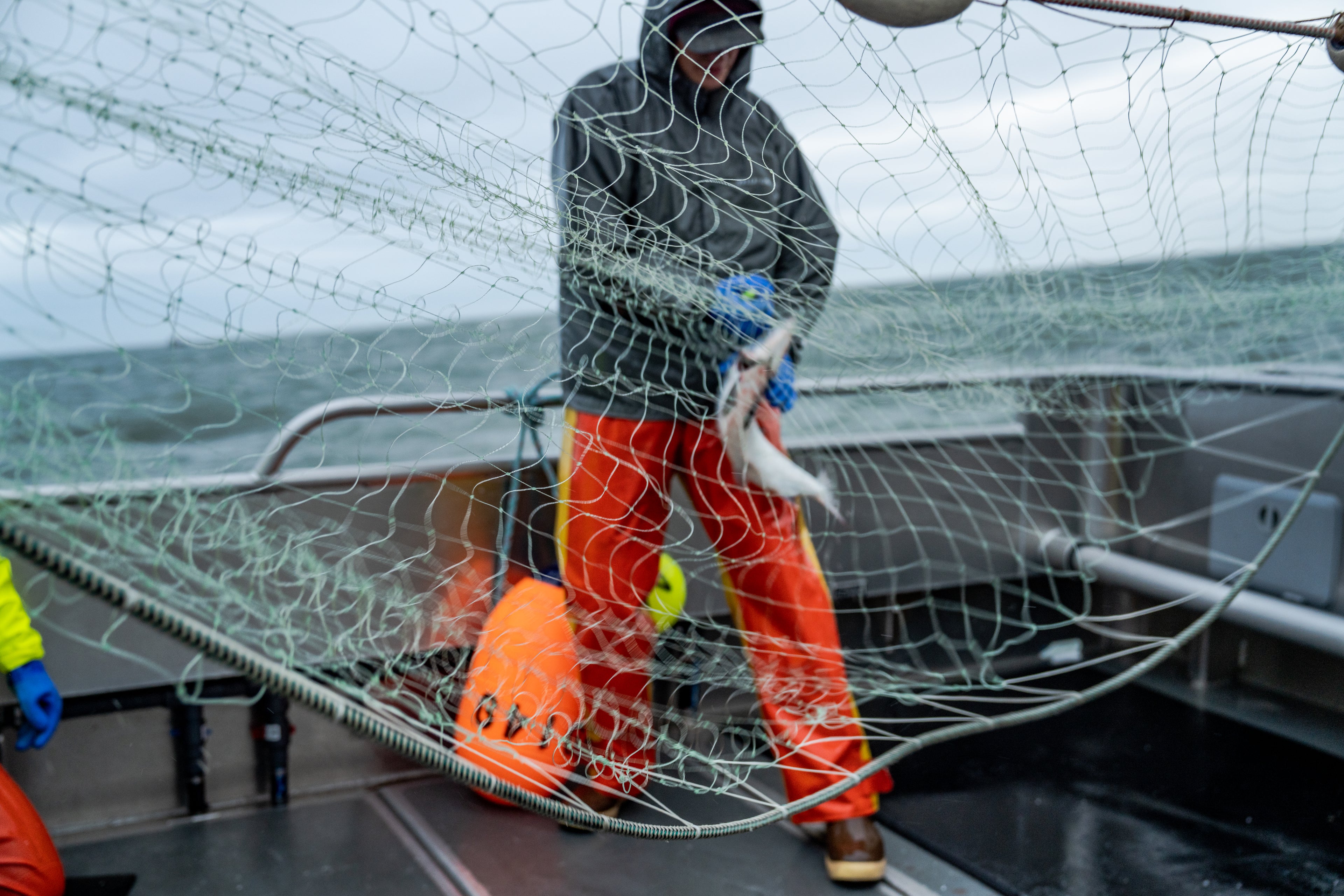 Fisherman pulling salmon from the net on the deck of a gillnetting boat. 