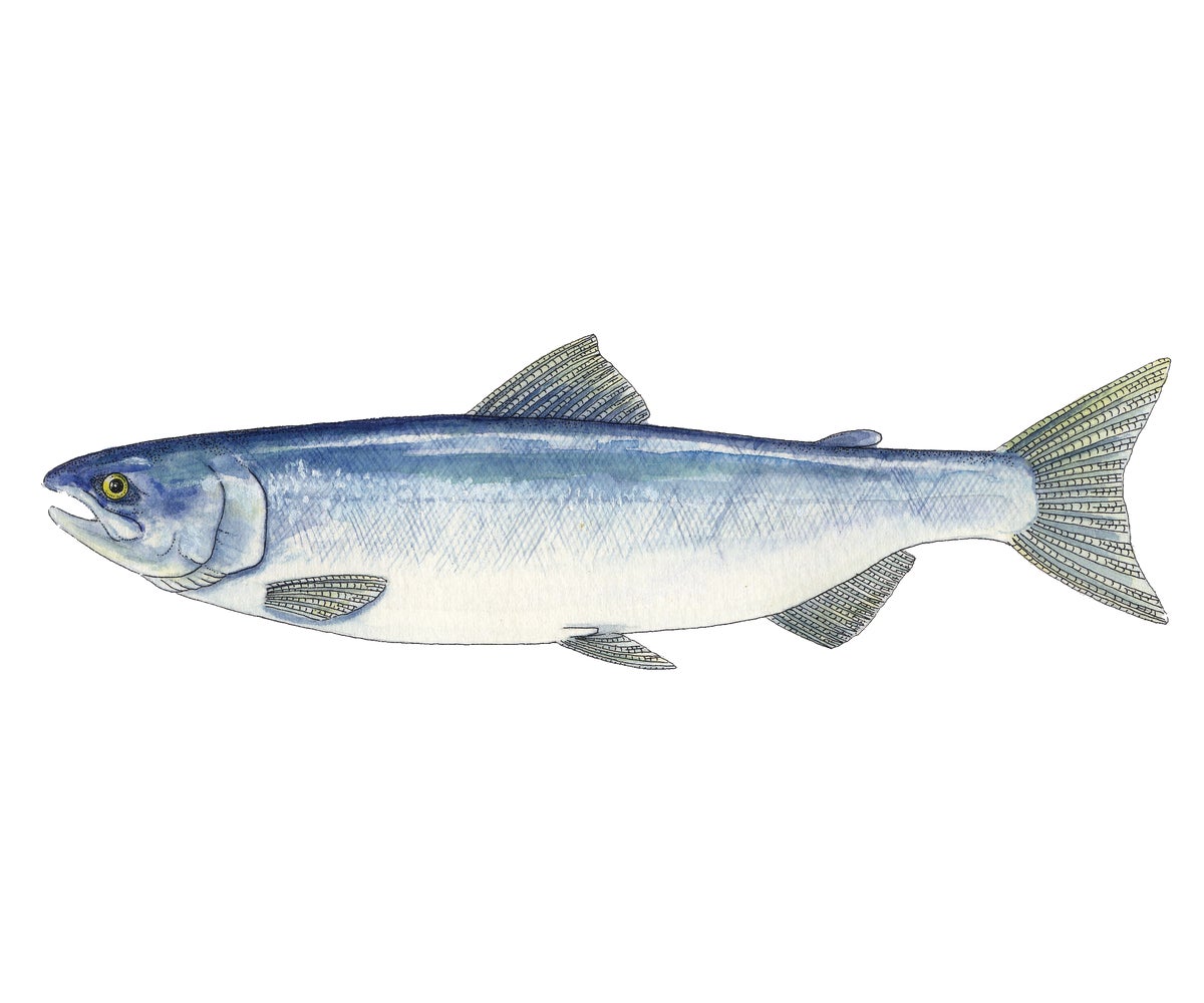 Alaska Sockeye Salmon Illustration