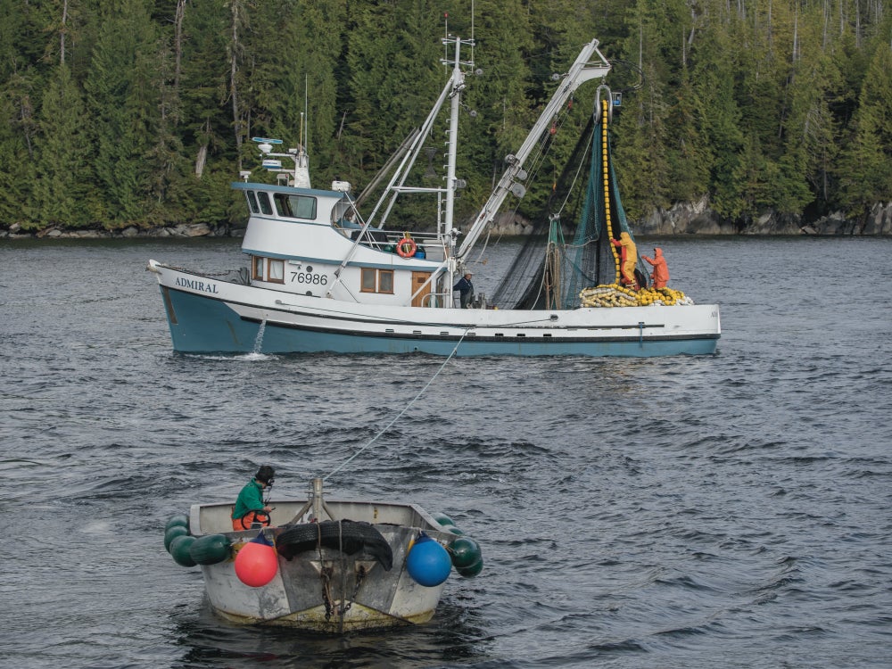 Salmon Fishing boat making a set with a skiff towing the net in the foreground. 
