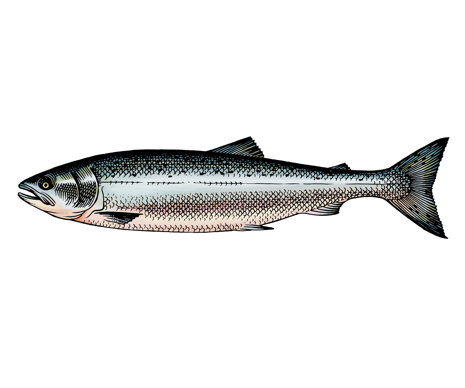 Alaska Pink Salmon Illustration