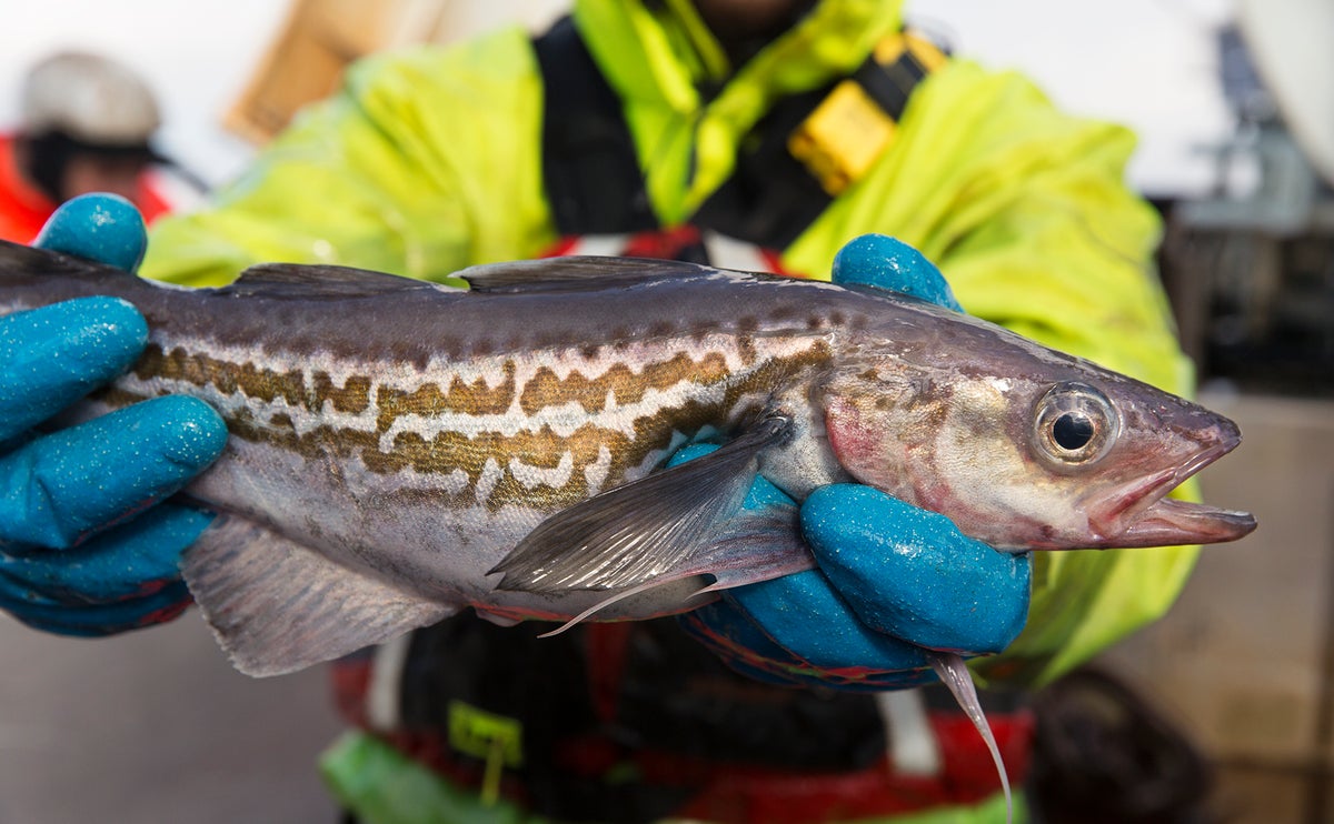A commercial fisherman in Alaska holds a wild Alaska pollock