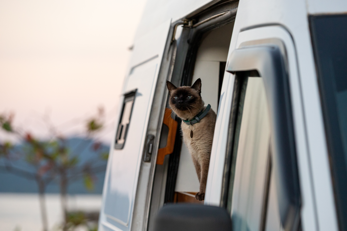 Built For Better Health From the Inside Out, Carefully crafted for cats with better health in mind 