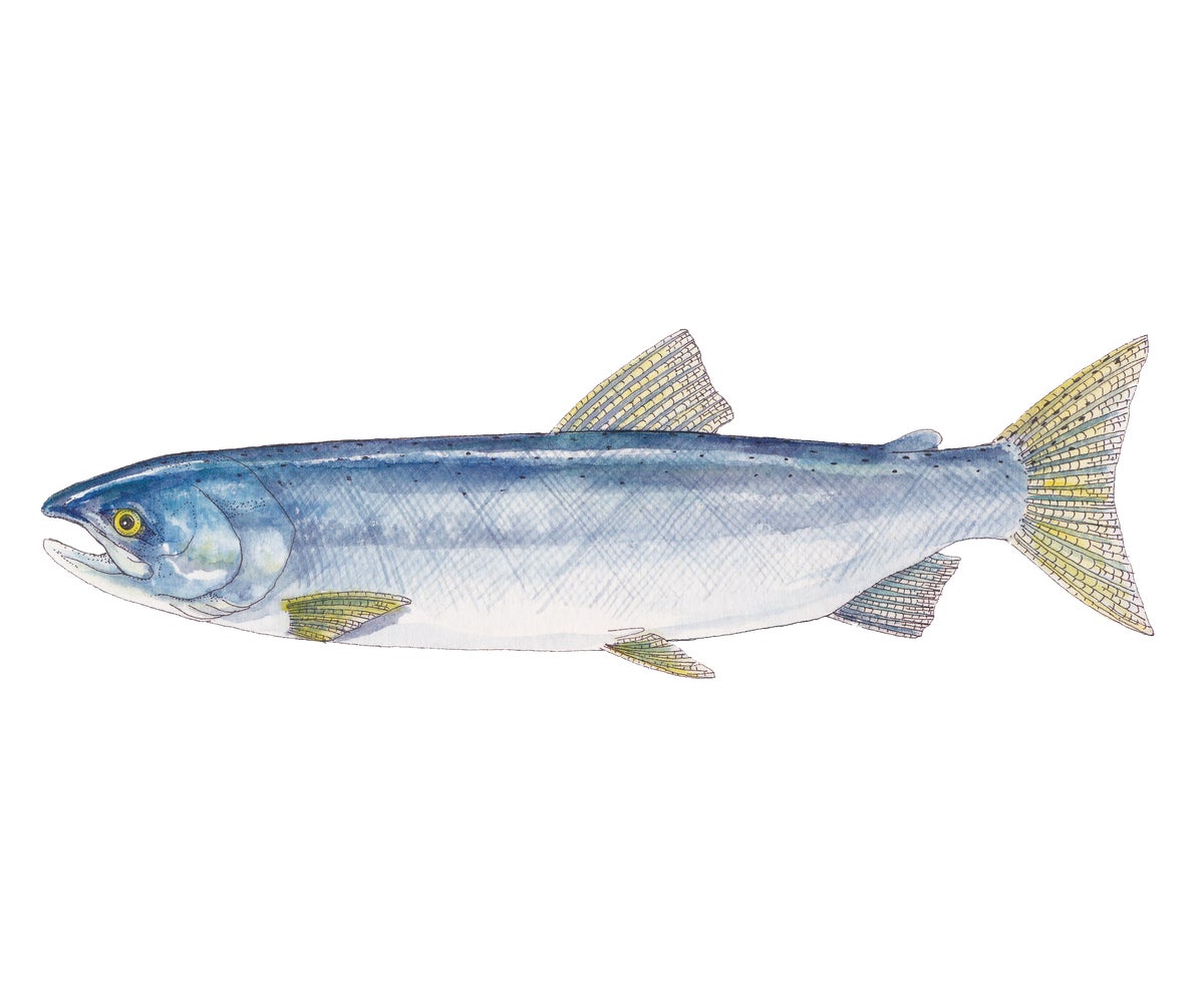Alaska Coho Salmon Illustration