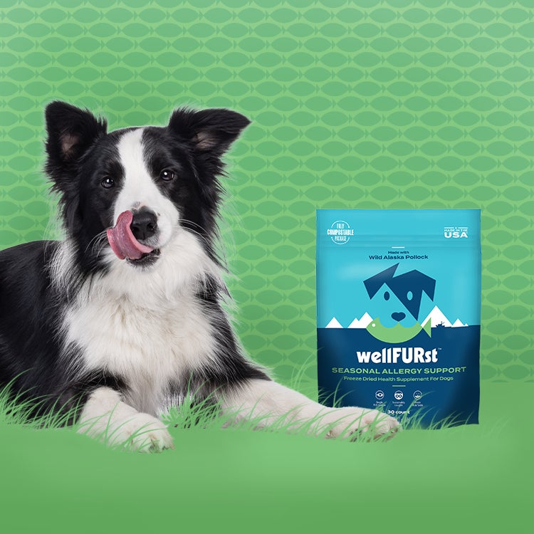 A black and white dog with its tongue out sits beside two blue wellFURst a pet supplement bag labeled 'Seasonal Allergy Support' set against a green patterned background. 