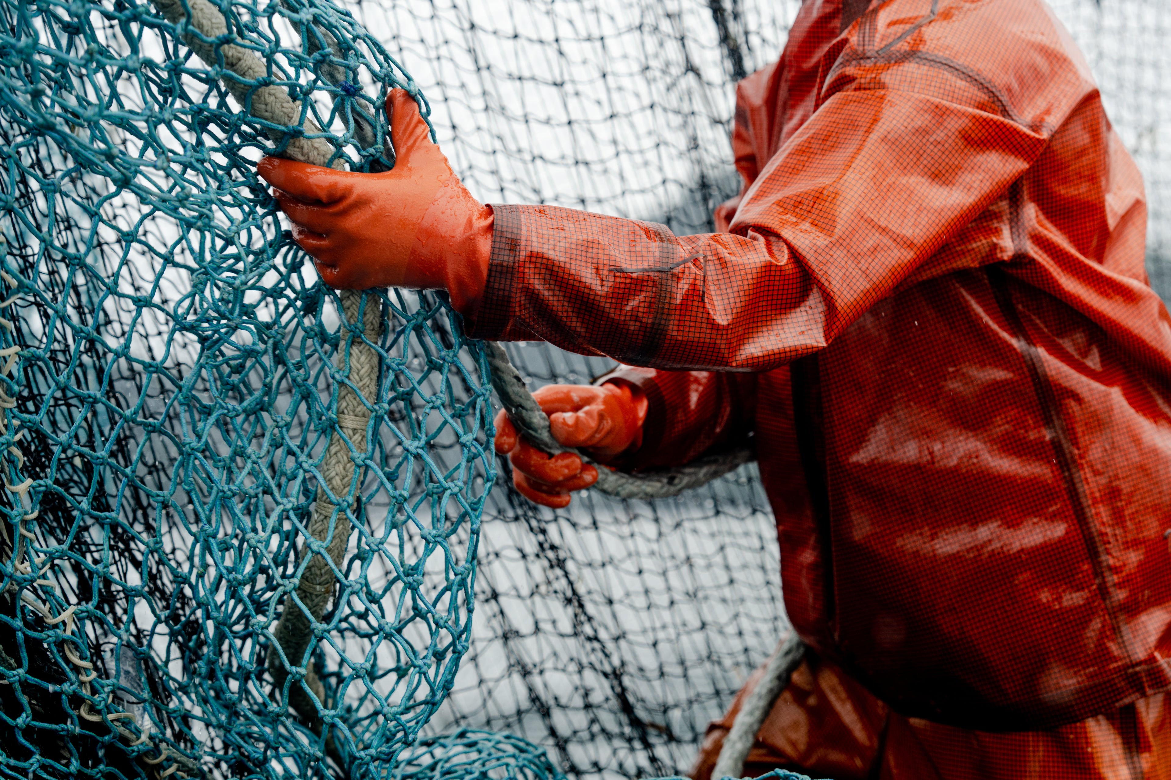 A fisherman in orange fishing bibs handling a blue fishing net