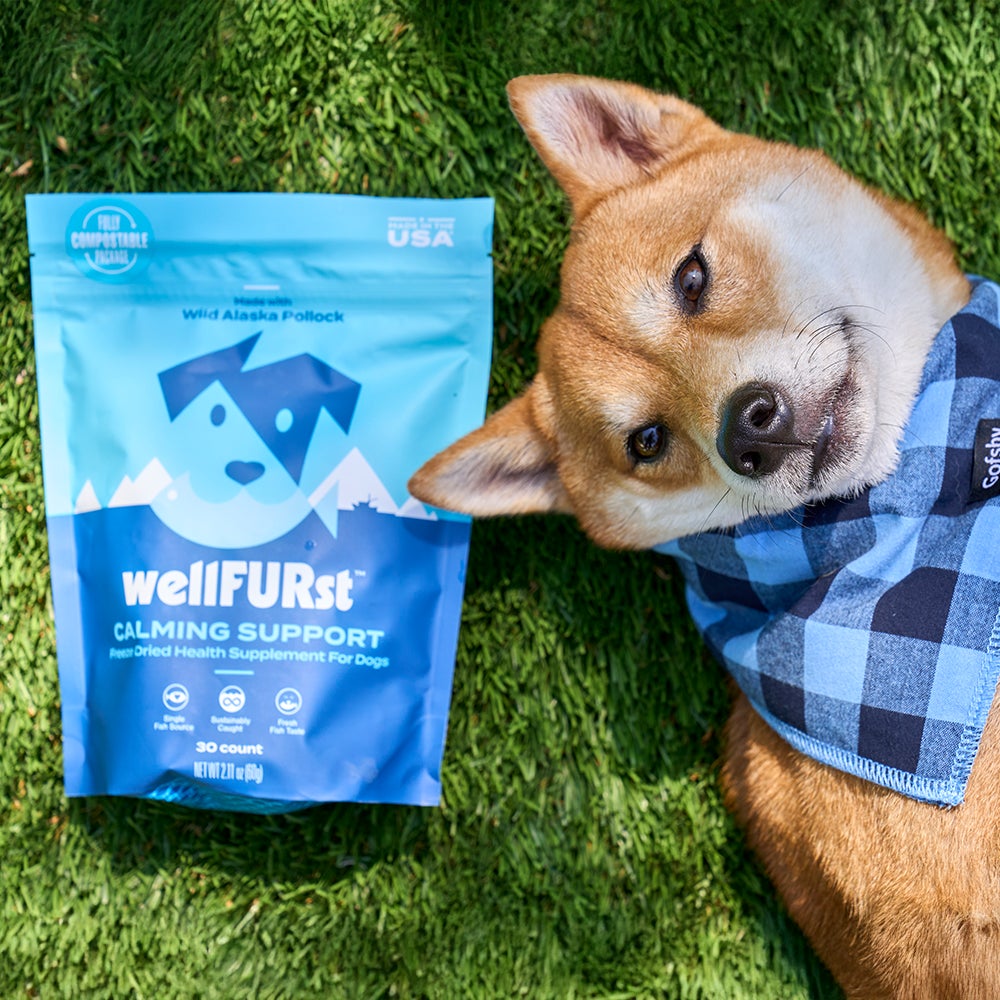 A brown and white dog wearing a blue checkered bandana lays on the grass next to a pouch of wellFURst freeze-dried pet supplements