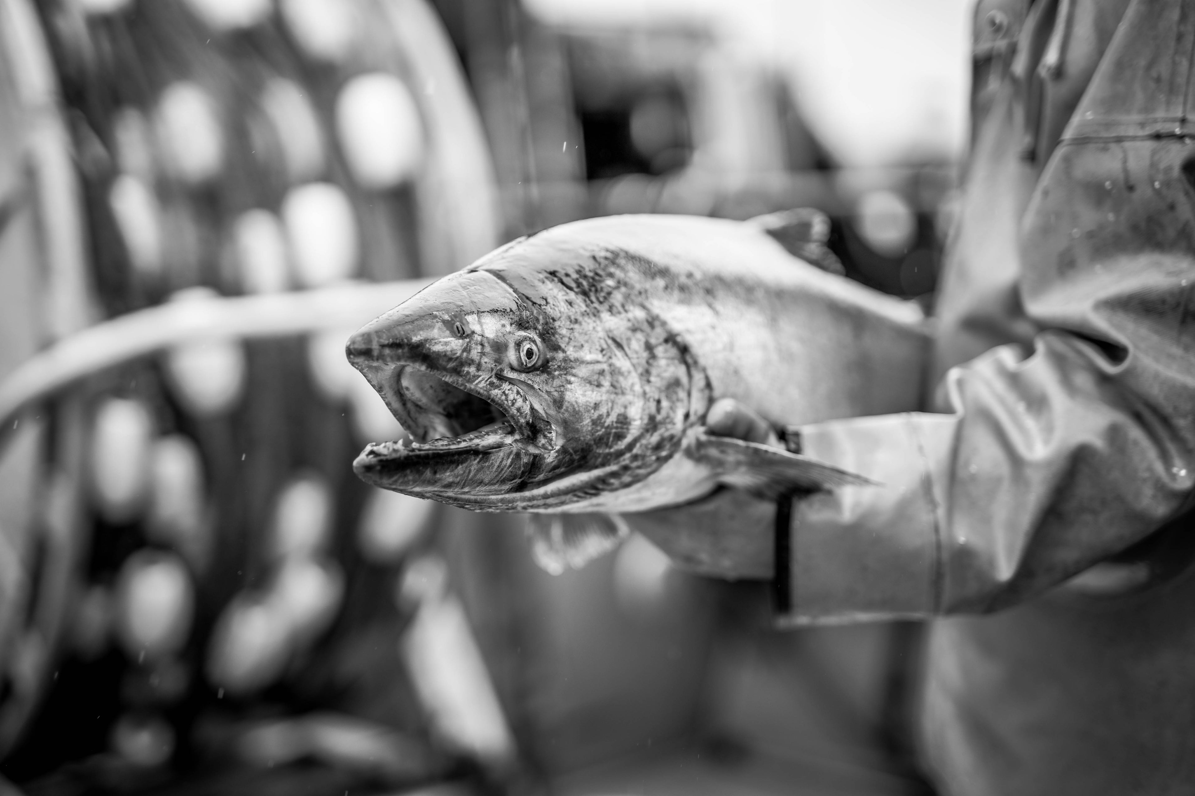 Person holding fish