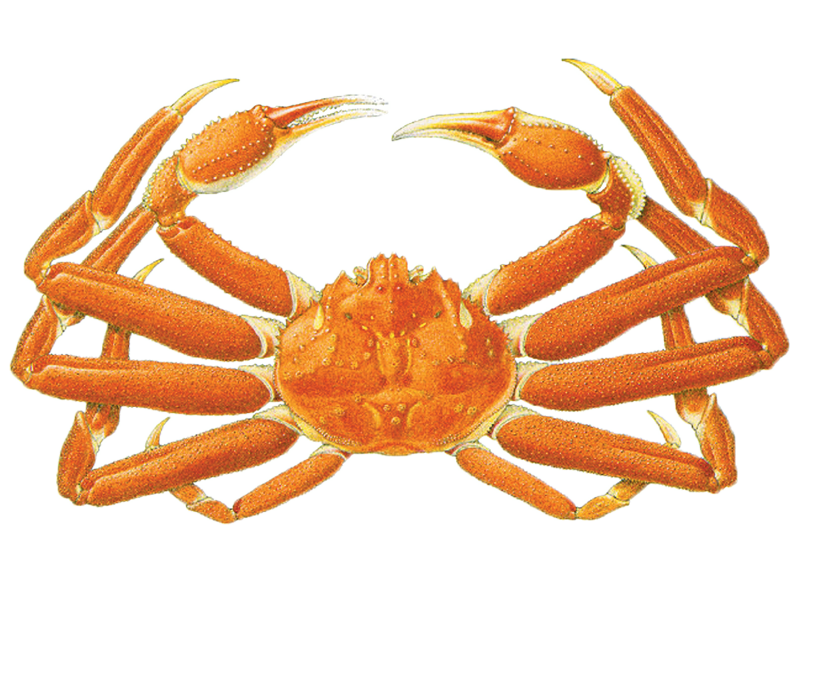 Wild Alaska Snow Crab Species Trident Seafoods