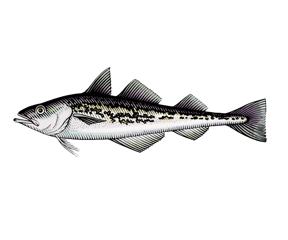 Wild Alaska Pollock Illustration