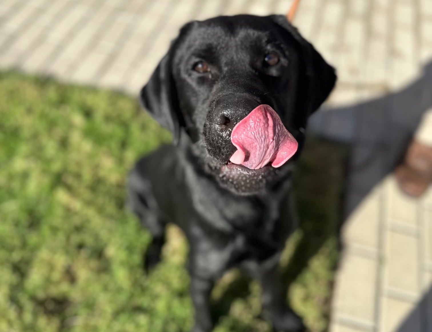 Finn is a service dog that helps wounded veterans through the K9s for Warriors program