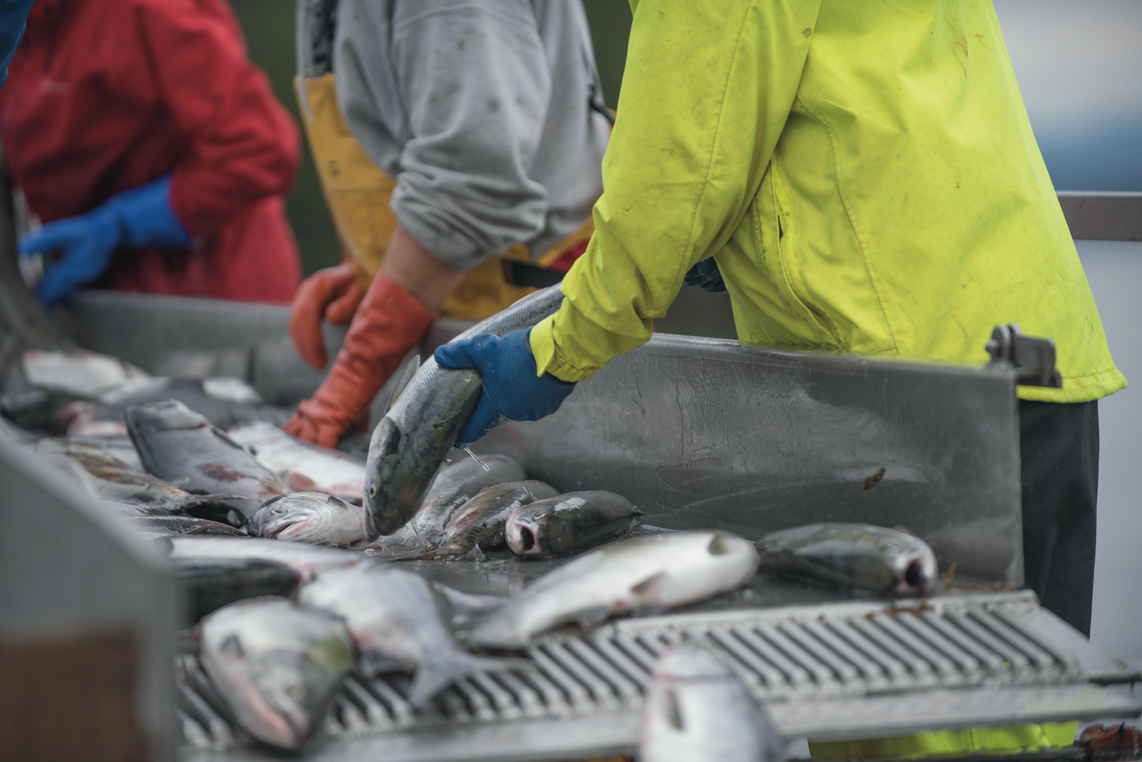 Tendering salmon with workers on the sorting line