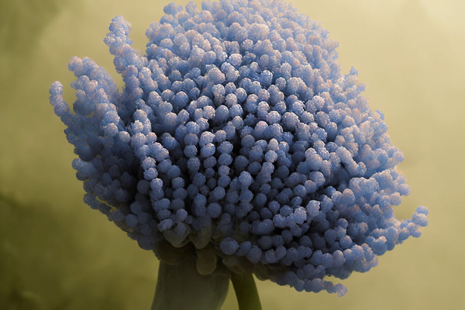 Aspergillus Hygiena