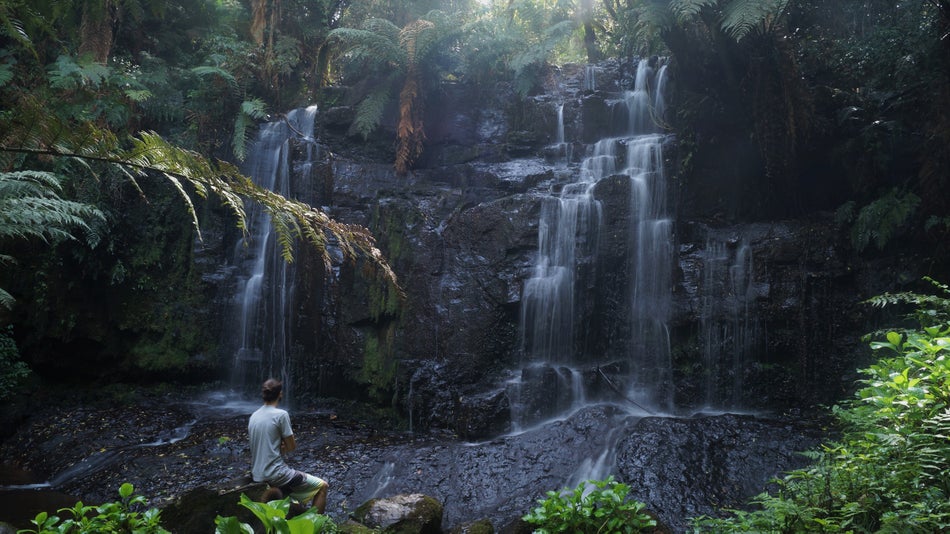 shinrin-yoku or forest bathing