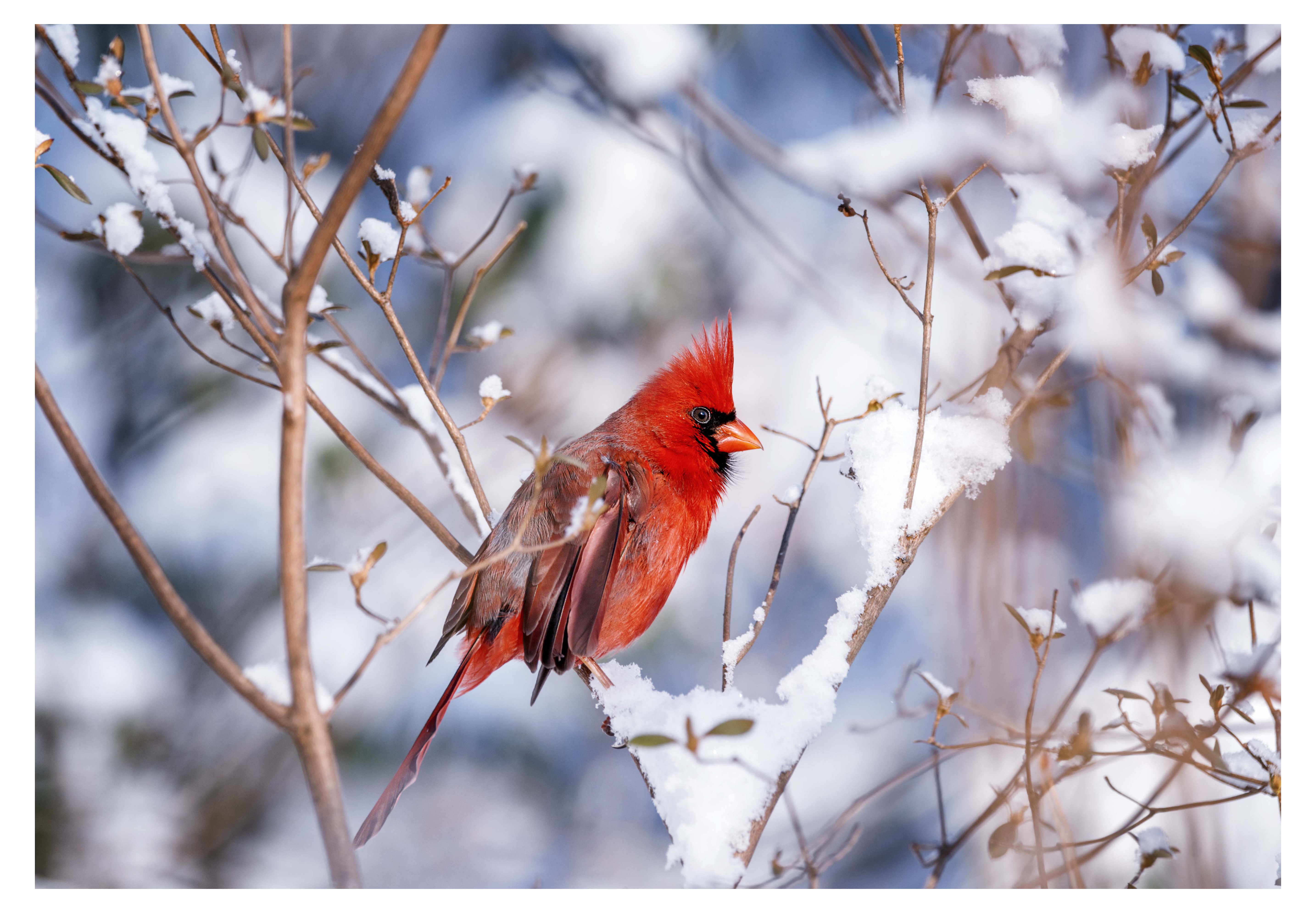10 in x 14 in Winter Multipack Paper Placemats 1000 ct.
