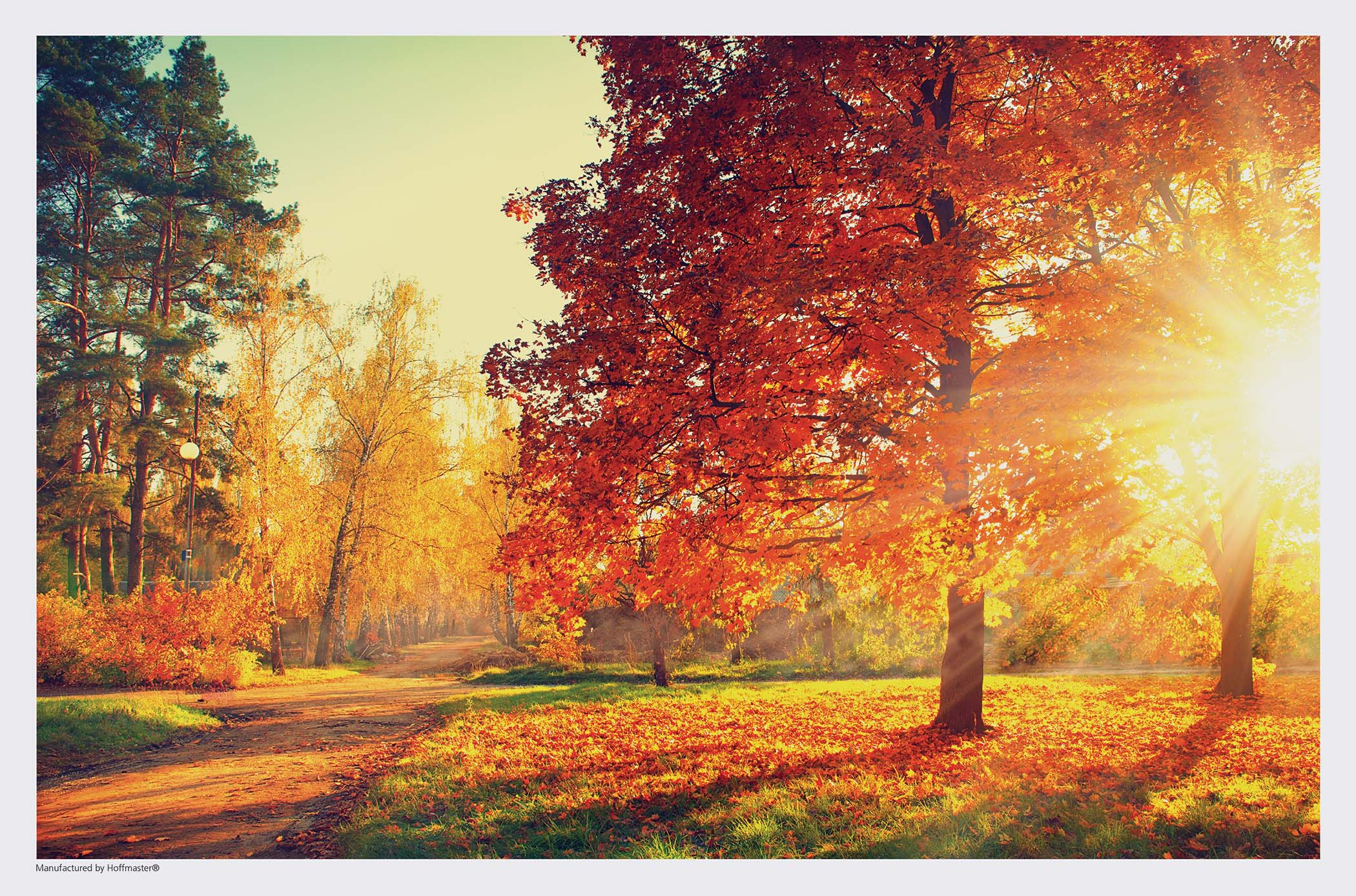 10 in x 14 in Fall Multipack Paper Placemats 1000 ct.