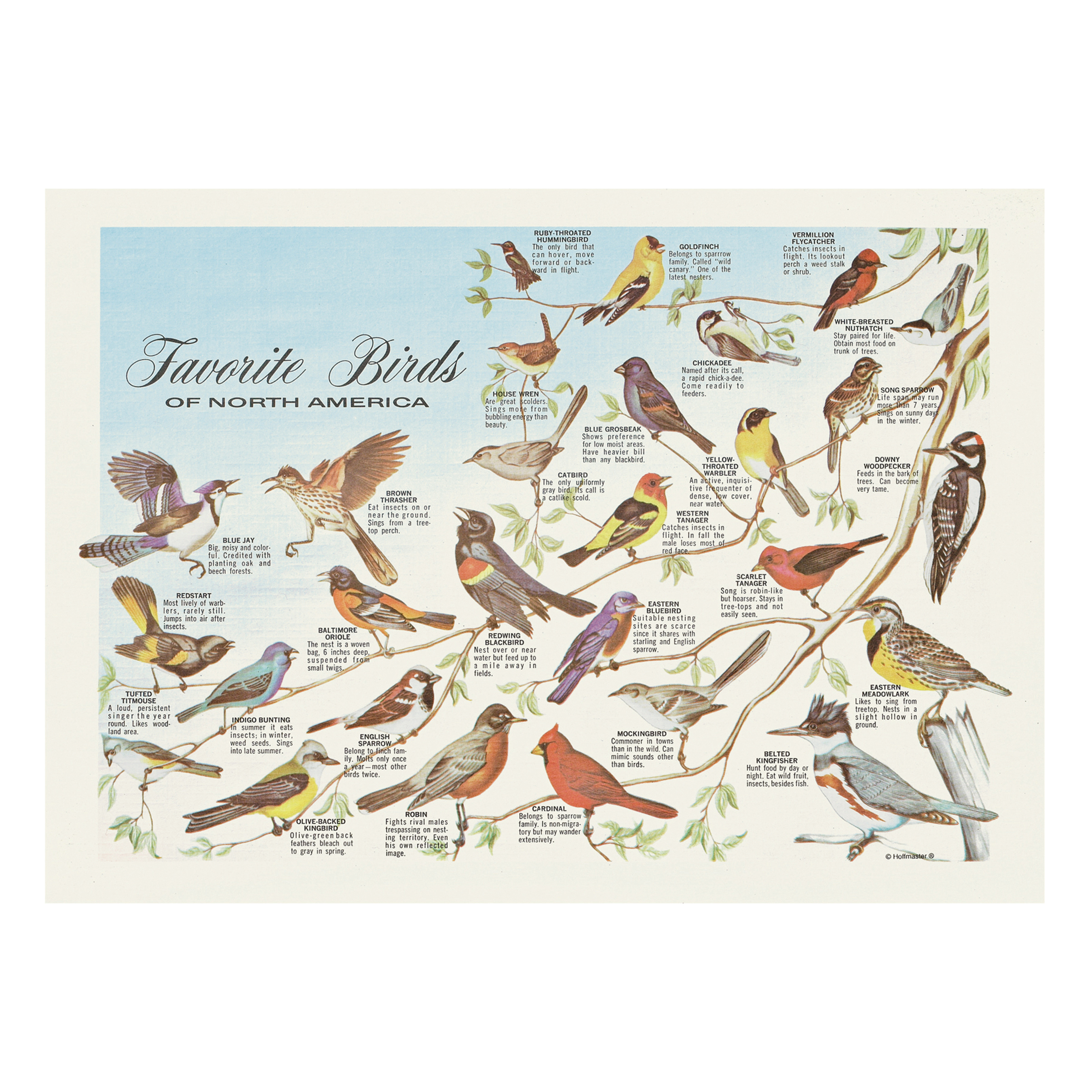 10 in x 14 in Favorite Birds Paper Placemats 1000 ct.