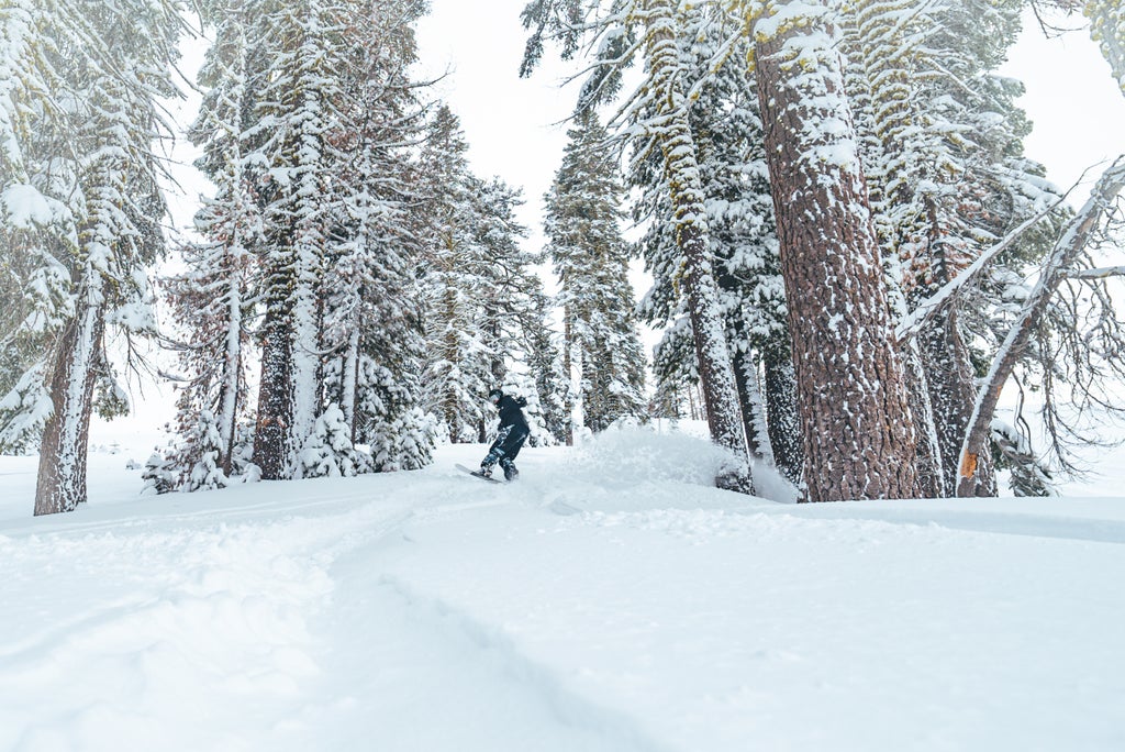 Boreal Mountain Resort_Snowboarder Forest_(c): Boreal Mountain Resort